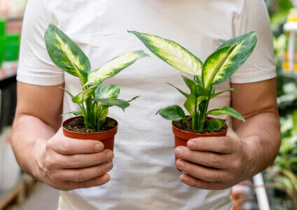 Shade garden plants