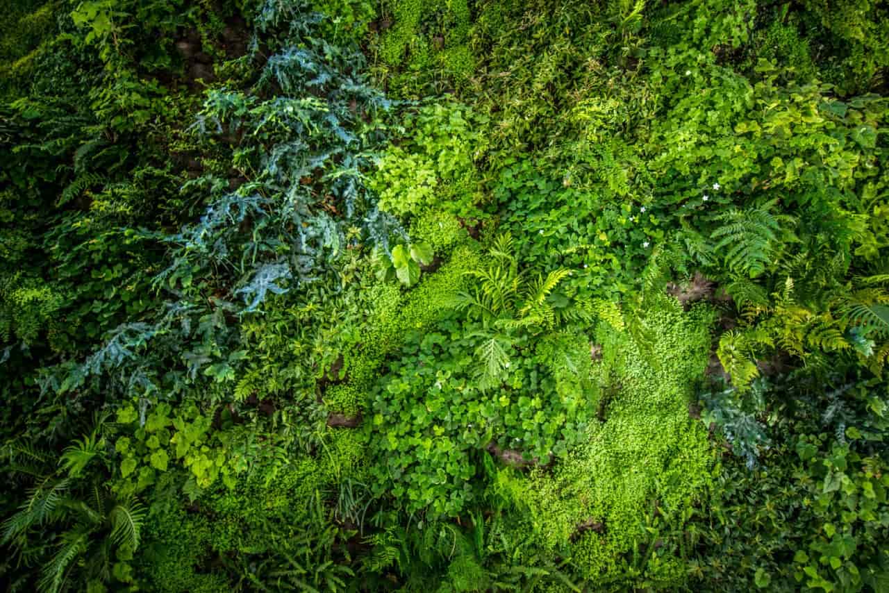 Artificial Green Walls